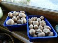 champignons de paris